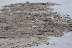 Recurvirostra avosetta