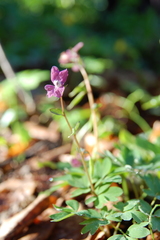 Corydalis caucasica