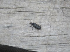 Cantharis tristis