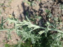 Centaurea