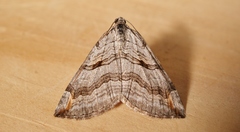 Aplocera efformata