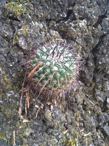 Mammillaria orcuttii