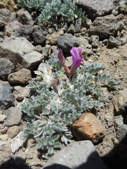 Astragalus purshii