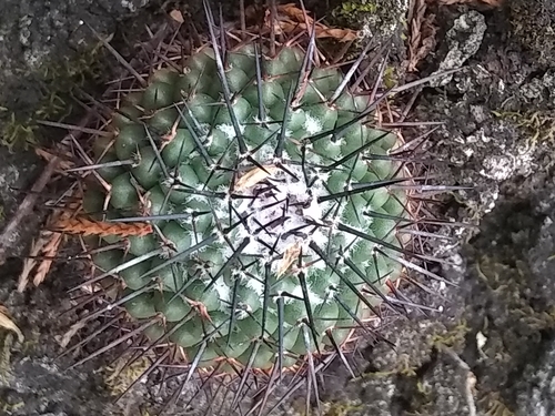 Mammillaria orcuttii