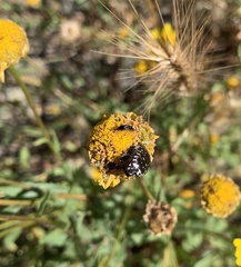 Oxythyrea