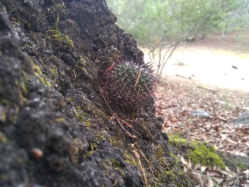 Mammillaria orcuttii