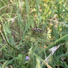 Eupholidoptera magnifica