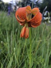 Lilium carniolicum
