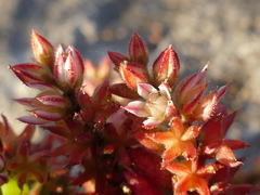 Sedum rubens