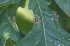 Macrodiplosis pustularis