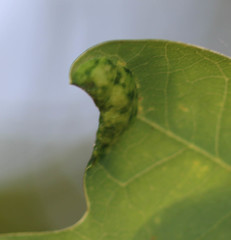 Macrodiplosis pustularis