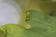 Macrodiplosis pustularis