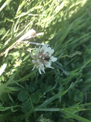 Trifolium repens