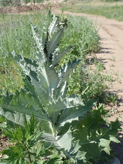 Onopordum acanthium