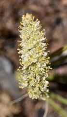 Toxicoscordion paniculatum