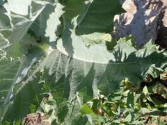 Onopordum acanthium
