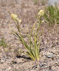 Toxicoscordion paniculatum