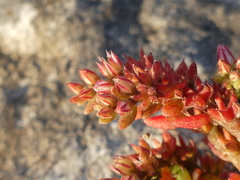 Sedum rubens