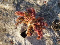 Sedum rubens