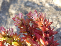 Sedum rubens