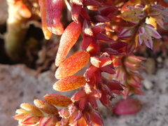 Sedum rubens