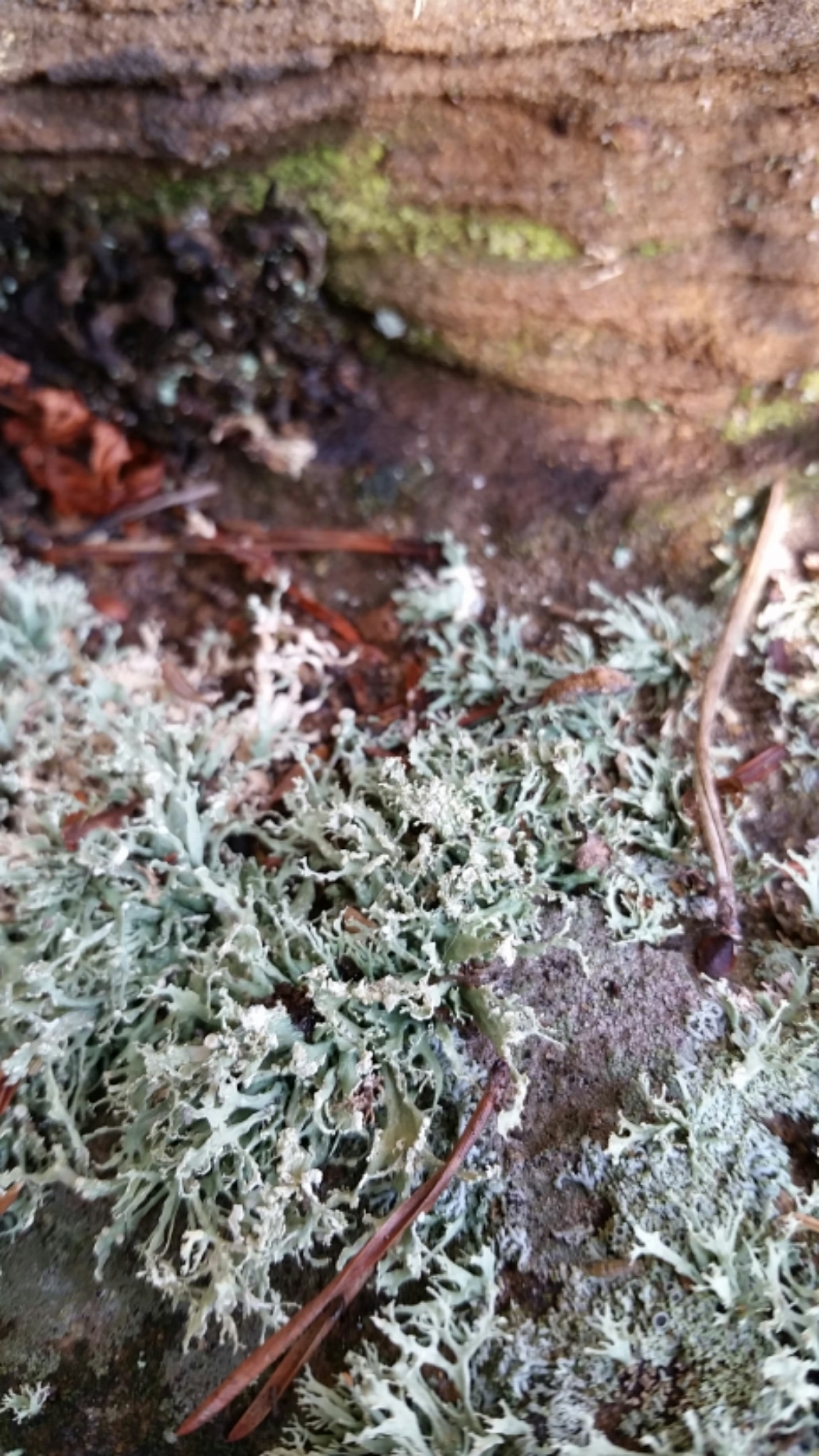 Ramalina pollinaria image