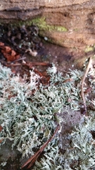 Ramalina labiosorediata