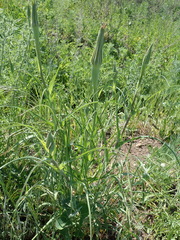 Tragopogon