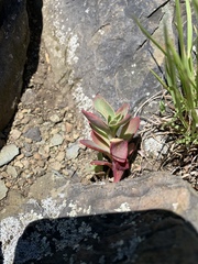 Hylotelephium telephioides