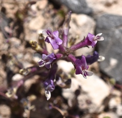 Astragalus minthorniae