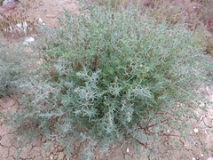 Petrosimonia brachiata