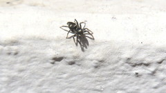 Salticus scenicus