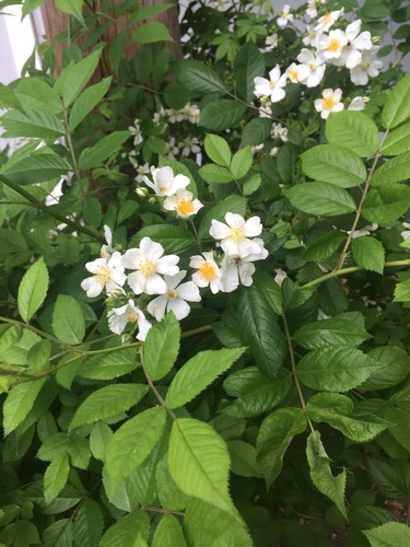 photo of Multiflora Rose (Rosa multiflora)