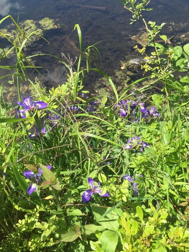 photo of Northern Blue Flag (Iris versicolor)