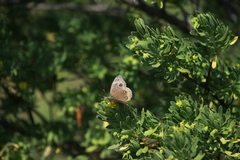 Junonia neildi varia