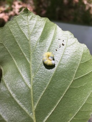 Pyreferra hesperidago