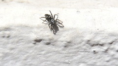 Salticus scenicus