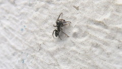 Salticus scenicus