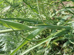 Tragopogon