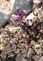 Astragalus minthorniae