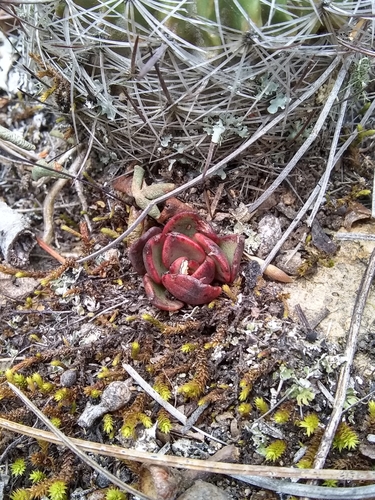 Echeveria schaffneri