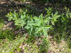 Baptisia bracteata leucophaea
