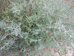 Petrosimonia brachiata
