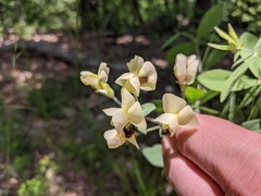 Baptisia bracteata leucophaea