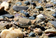 Phrynocephalus versicolor