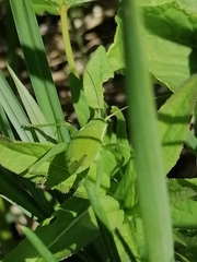 Isophya altaica
