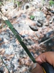 Acanthocereus fosterianus