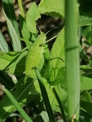 Isophya altaica