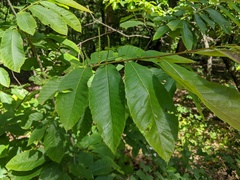 Castanea ozarkensis
