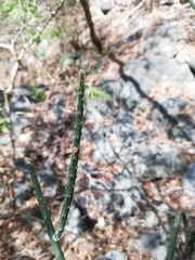 Acanthocereus fosterianus